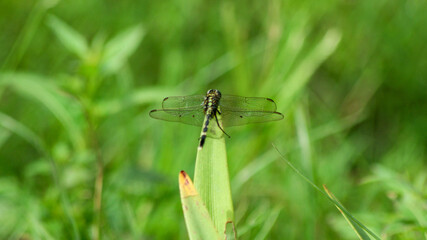 dragonfly insect. dragonfly perched on leaf. Dragonfly with the Latin name orthetrum sabina. orthetrum sabina dragonfly from family libellulidae
