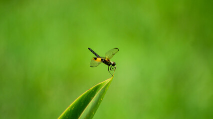 Rhyothemis Phyllis Dragonfly (Yellow-striped Flutterer) Perched on a Twig: A Detailed Close-Up in its Natural Habitat