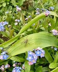 "A serene Japanese garden with cherry blossoms, koi ponds, and stone lanterns under soft morning mist, creating a peaceful harmony."

