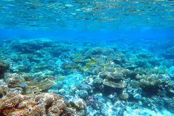 marine life in the Red Sea Egypt, hurghada