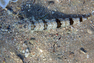 Synodus variegatus fish