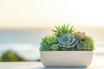 A collection of succulents in a white rectangular pot sits in front of a blurred natural landscape under soft sunlight.
