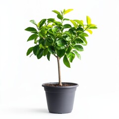 Obraz premium Small Green Citrus Tree in Dark Gray Pot Against White Background