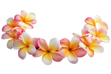 Hawaiian garland of frangipani flowers illustration isolated on white perfect for tropical themed designs