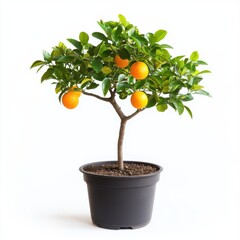 Small Orange Tree in Black Pot Against White Background