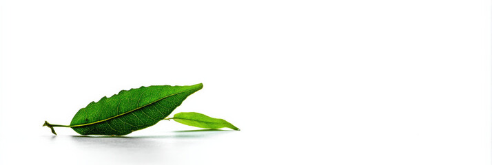 Obraz premium Two vibrant green leaves rest gently on a pristine white surface showcasing intricate vein details and a fresh natural aesthetic. : Generative AI