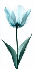 Teal Tulip Close Up on White Background