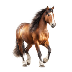 Obraz premium Majestic Brown Horse in Action , isolated on white background PNG cut out