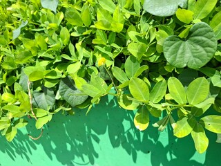 green leaves background