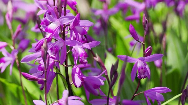 風に揺れるシランの花