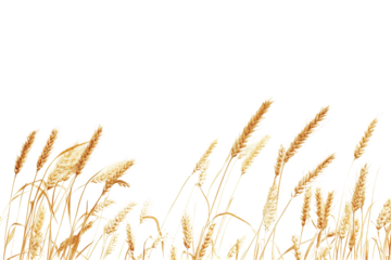Wheat ears transparent image with clipping path great for seasonal designs and countryside themed materials