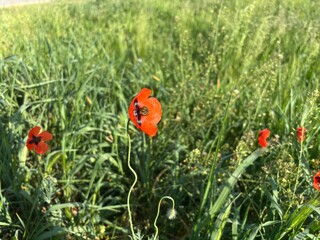 White and Red Poppies Blooming in a Meadow. Blooming Wildflowers with Unique White Poppy. Field of Wild Red Poppies with a Single White Flower