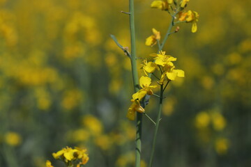 Sunny Agricultural Landscape with Rapeseed Blossoms. Rapeseed Field in Bloom Under Blue Sky. Yellow Flowering Canola Field in Spring