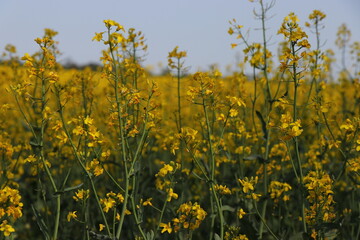 Obraz premium Sunny Agricultural Landscape with Rapeseed Blossoms. Rapeseed Field in Bloom Under Blue Sky. Yellow Flowering Canola Field in Spring