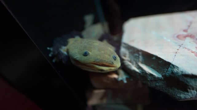 Axolotl, a Mexican amphibian once abundant in Lake Xochimilco, now endangered and considered a symbol of biodiversity loss in Latin America