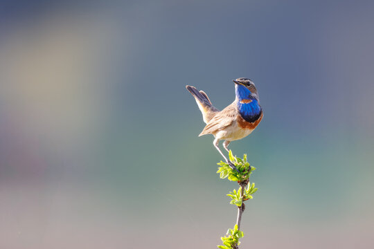 A male bluethroat sits ontop of green bush