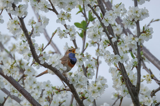 A male bluethroat sits on the blooming branch and sings its song