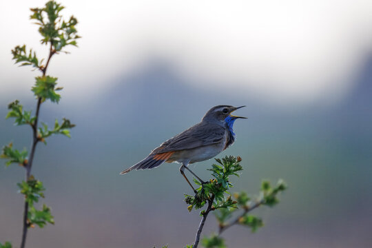 A male bluethroat sits ontop of the green branch and sings