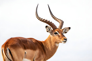 A brown impala antelope, a wild mammal with horns, grazes in Kruger National Park's nature