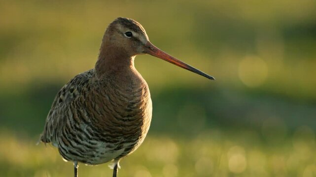 Close establishing frontal view of godwit resting in bright green field, strong light illuminating the plumage, space for text
