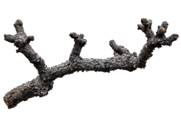 Weathered Black Tree Branch with Unique Texture and Organic Shape on Transparent Background