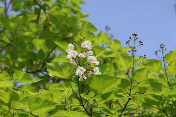 blooms of Catalpa bignonioides in spring