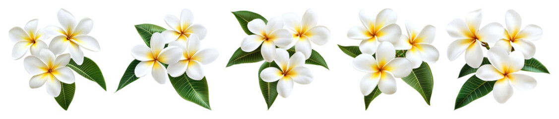 Fototapeta premium PNG Tropical plumeria flowers arrangement, element set on transparent background