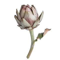 Fototapeta premium Beautiful artichoke captured against a plain background showcasing its unique shape and texture