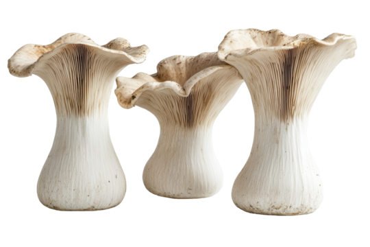 Fresh king oyster mushrooms image ideal for vegetarian menus natural food ads and kitchen decor visuals