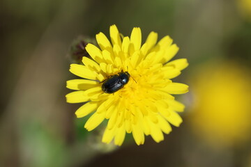 top view of an insect on a flower