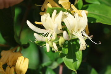 Scentful flowers of Honeysuckle (Lonicera periclymenum) in spring