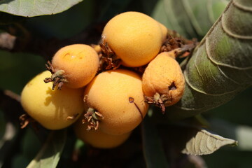 ripe loquat fruits on the tree