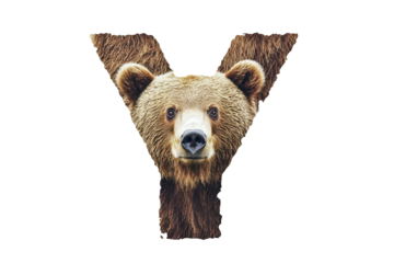 Creative alphabet animal letter y design adds wild charm to your learning or branding content