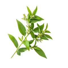 Fresh green leaves with delicate flowers highlighting the beauty of nature in a serene setting during daylight