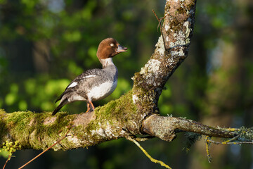 The common goldeneye (Bucephala clangula) on the tree, uncommon behavior