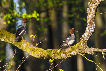 The common goldeneye (Bucephala clangula) on the tree, uncommon behavior