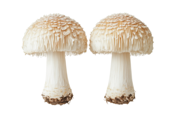 Lions mane mushrooms image showcases natural texture and health benefits in a clean isolated format