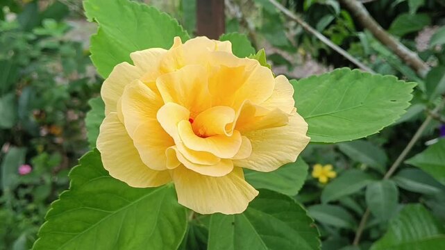 yellow Hibiscus spp.  close-up on tree. photo taken in malaysia
