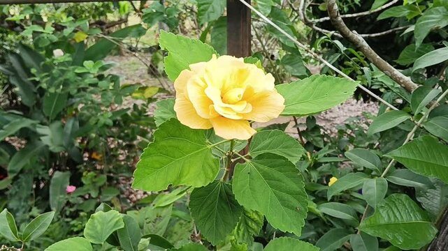 yellow Hibiscus spp.  close-up on tree. photo taken in malaysia