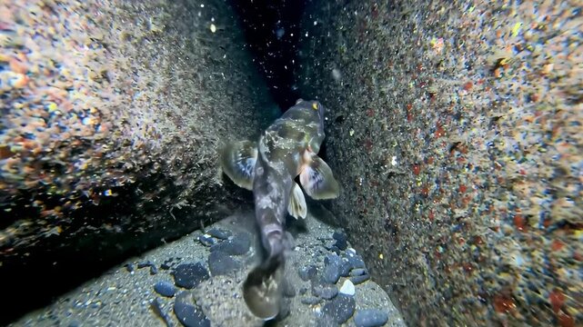 Underwater view of a fish swimming through a narrow rocky crevice, with pebbles and sand in the background - sea wolf fish