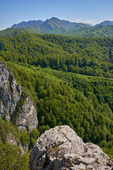 Forested mountain range in summer