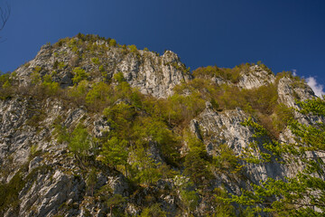 Tree-covered limestone cliff face