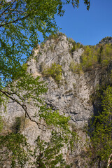 Tree-covered limestone cliff face