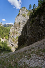 Tree-covered limestone cliff face