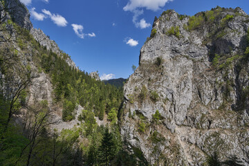 Tree-covered limestone cliff face