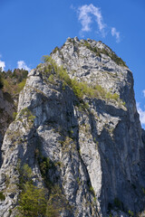 Tree-covered limestone cliff face