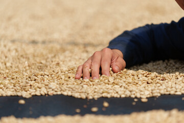 Close-up of hands selecting fresh coffee beans from the farm before they are dried before roasting.