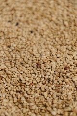 Freshly picked coffee beans from the farm are dried before being roasted.	