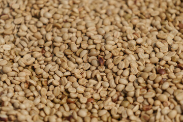 Freshly picked coffee beans from the farm are dried before being roasted.	