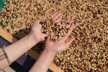 Close-up of hands selecting fresh coffee beans from the farm before they are dried before roasting.